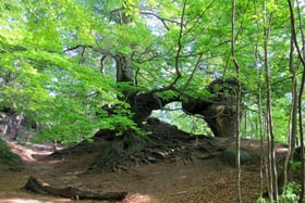 In den Schrammsteinen - Sächsische Schweiz