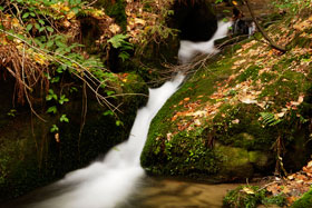 Gebirgsbach - Sächsische Schweiz